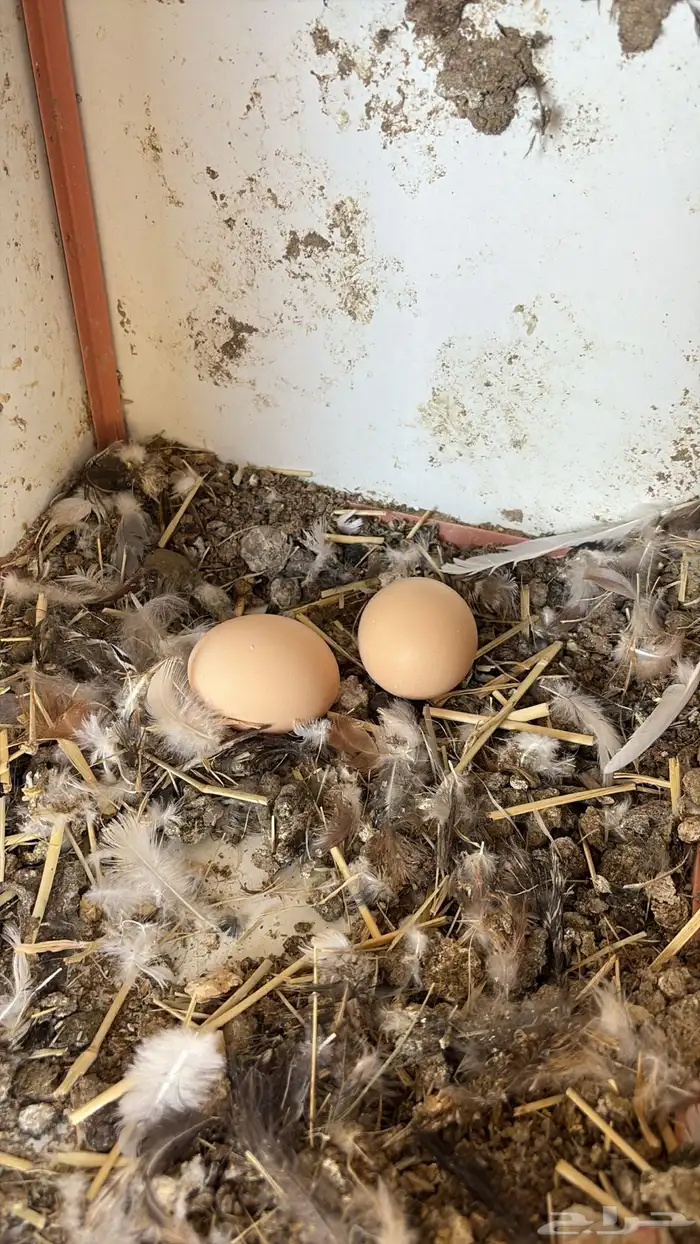 طقم باكستاني (تم البيع الله يبارك للمشتري) 5