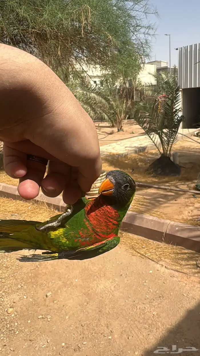 لوري اليف متكلم 1