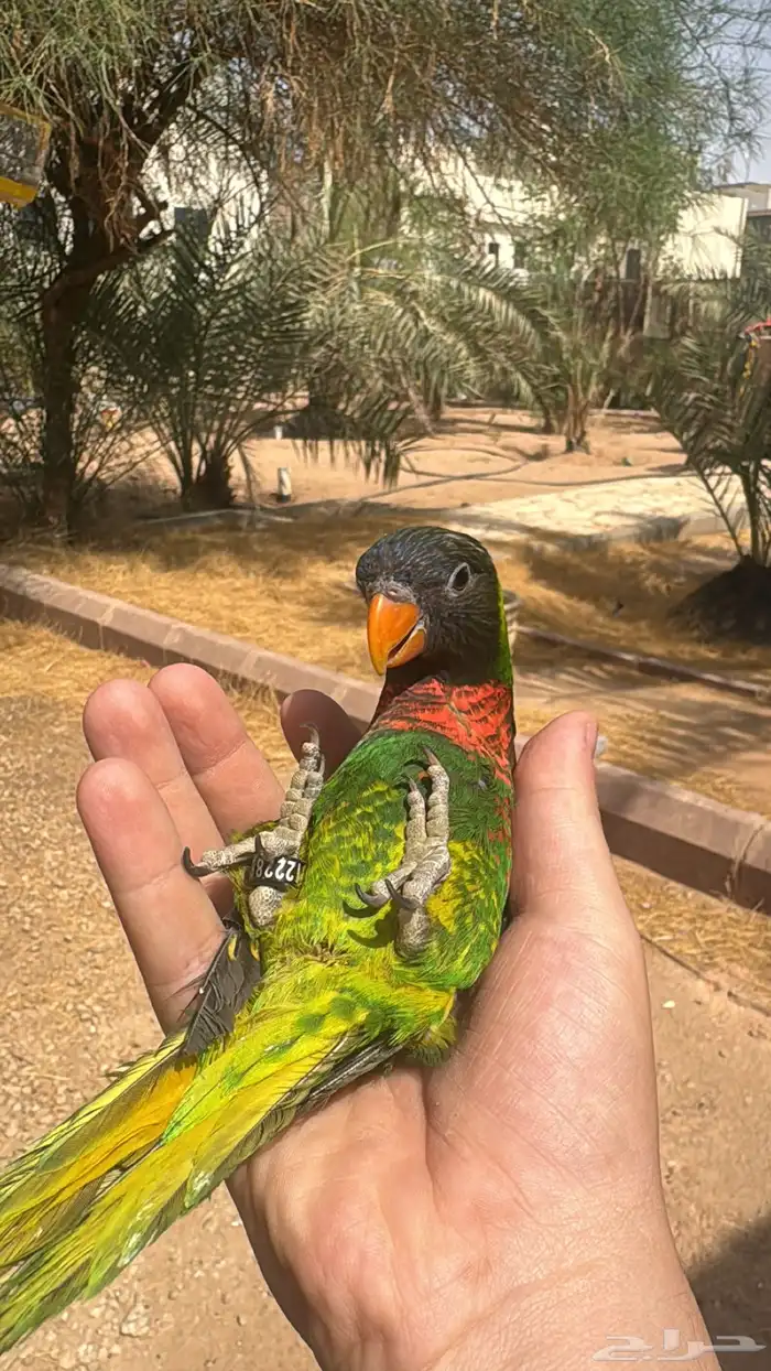 لوري اليف متكلم 0