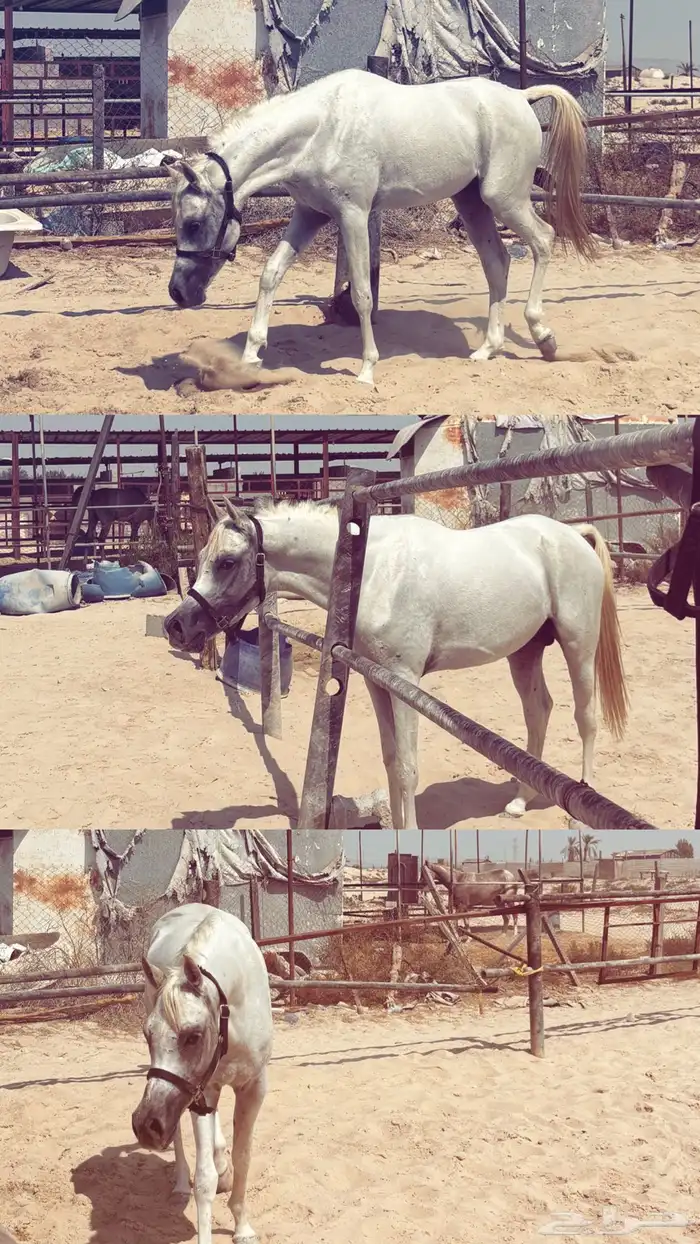 حصان واهو شيخ 3