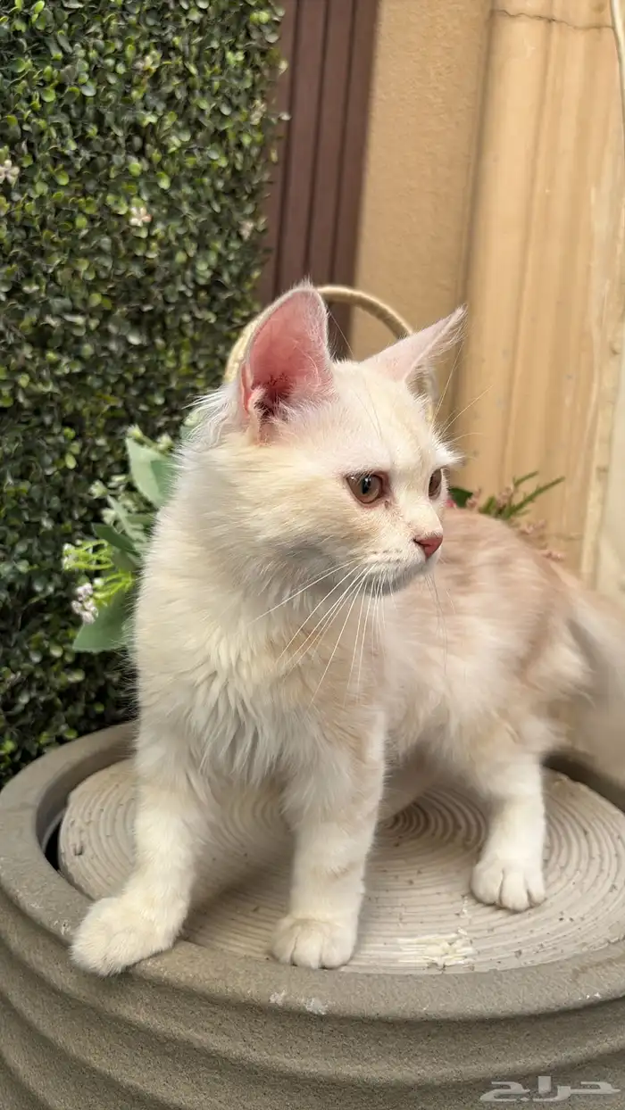 قطوه للبيع 1