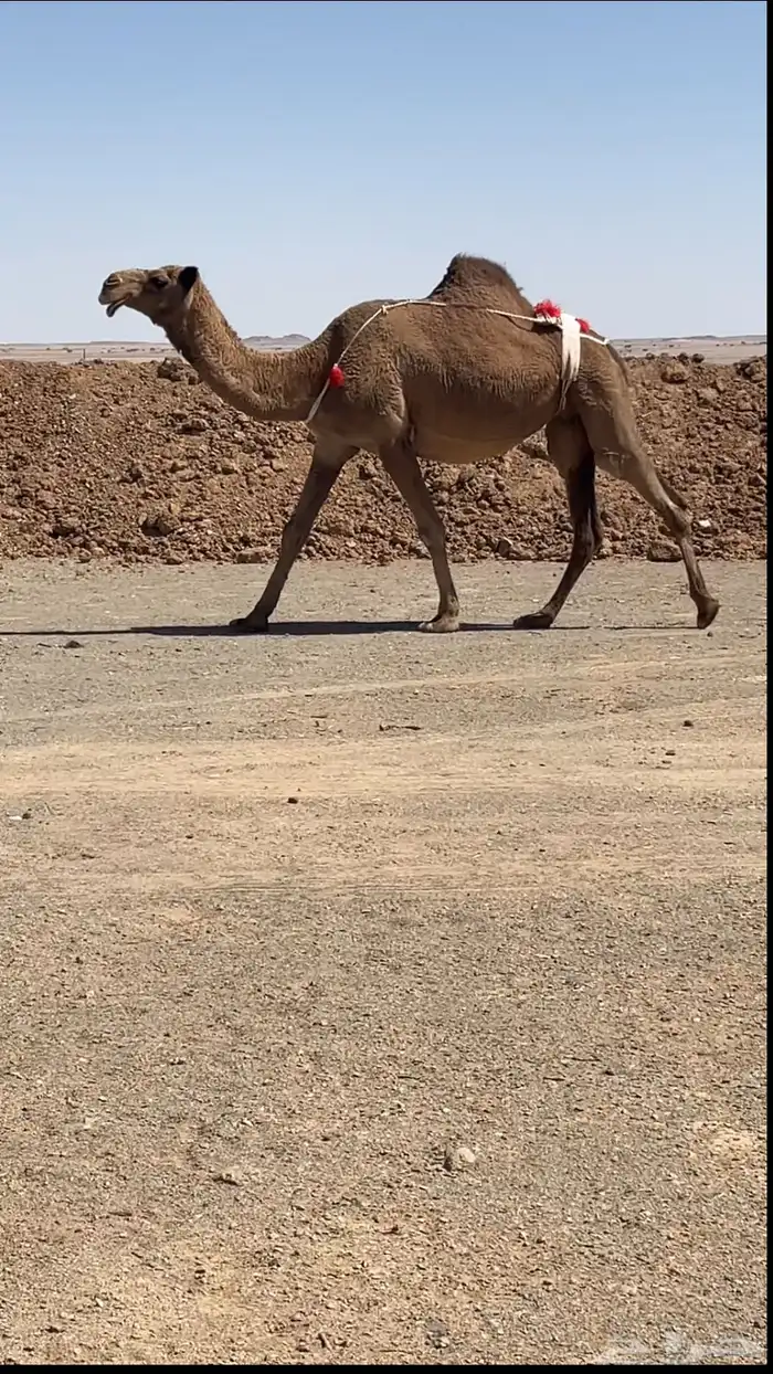 لقحه 1