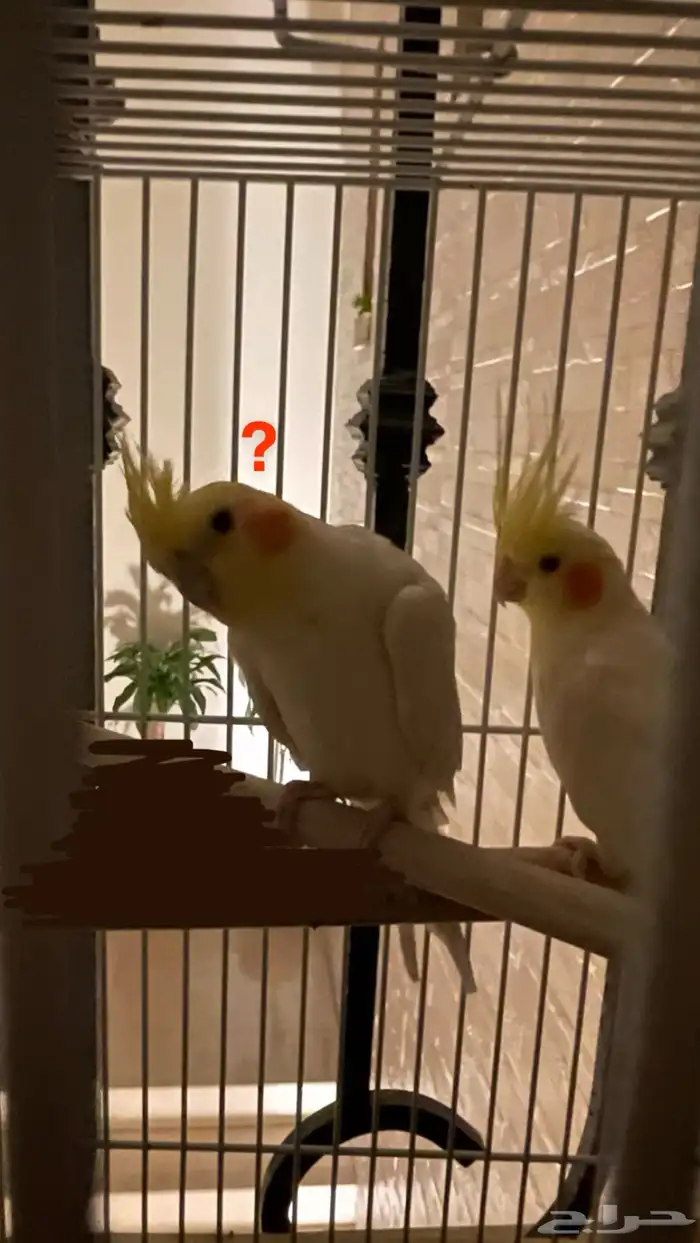 طير واحد فقط بأدواته كاملة 0