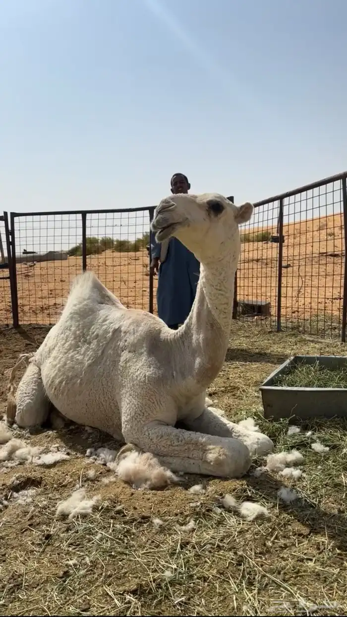 بكره فرديه 0