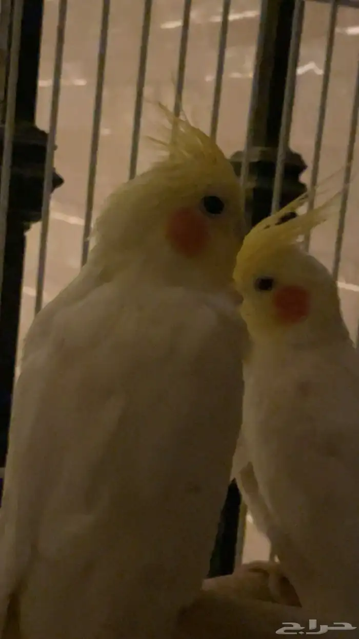 طير واحد فقط بأدواته كاملة 3