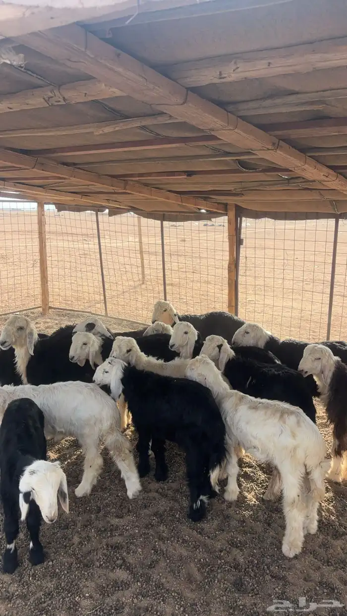 للبيع 15 خرفان صافي نجد عمر من شهرين ونص إلى ثلاث اشهر ونص 8