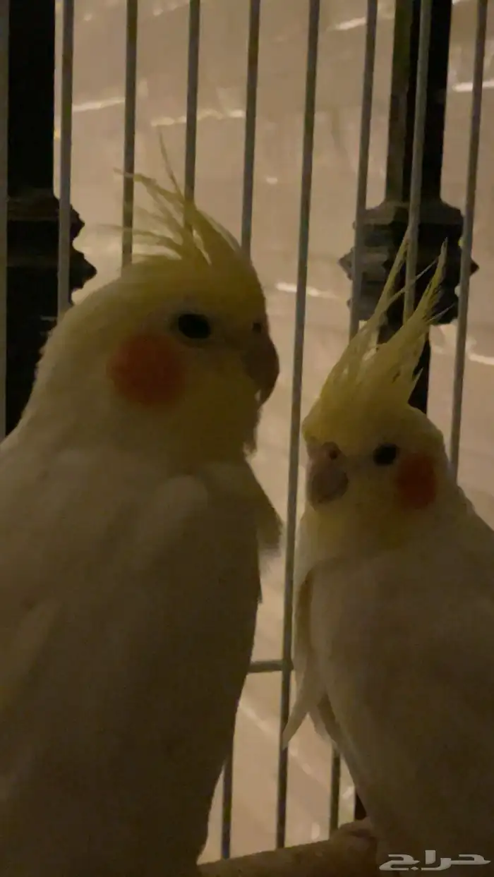 طير واحد فقط بأدواته كاملة 1