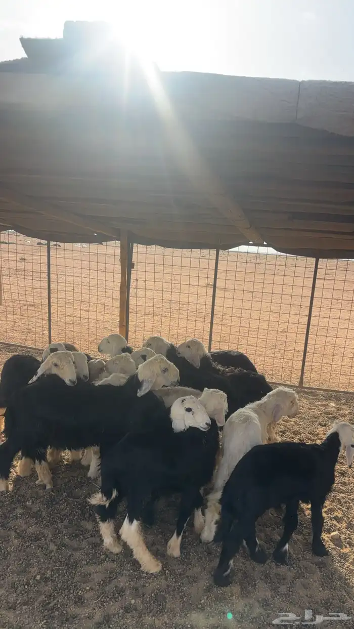 للبيع 15 خرفان صافي نجد عمر من شهرين ونص إلى ثلاث اشهر ونص 5