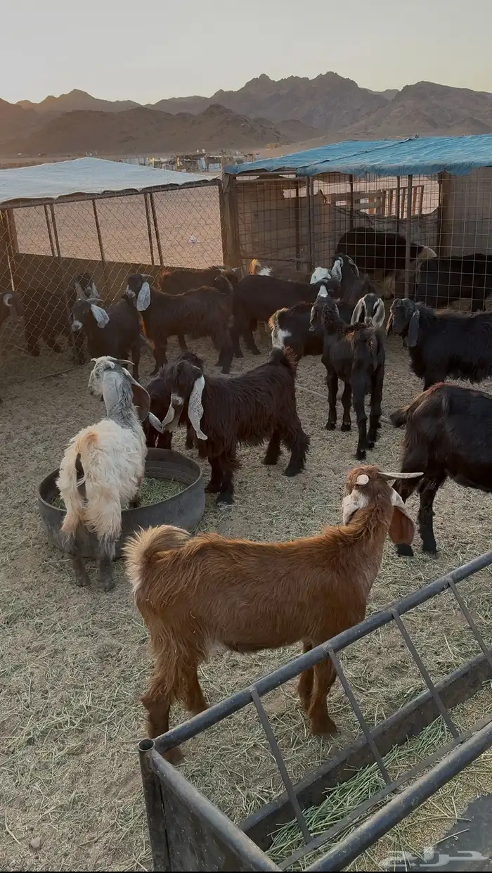 تيوس مخصاه 1