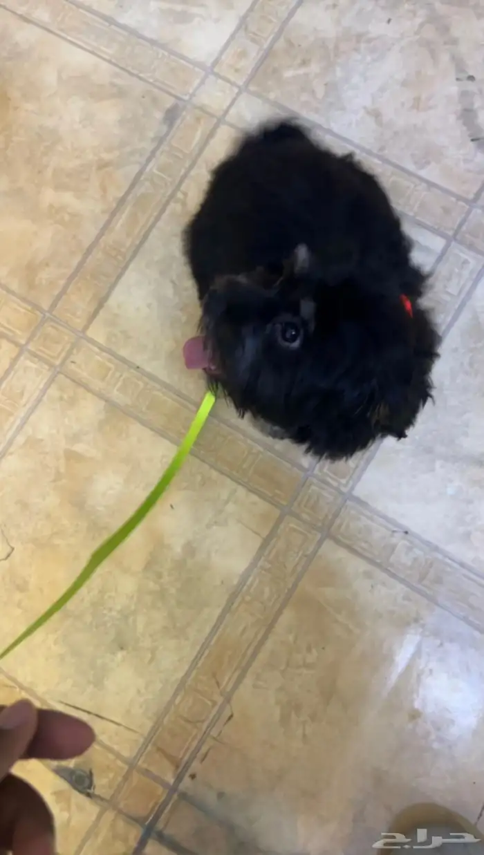 كلب للبيع مع كل اغراضه 0