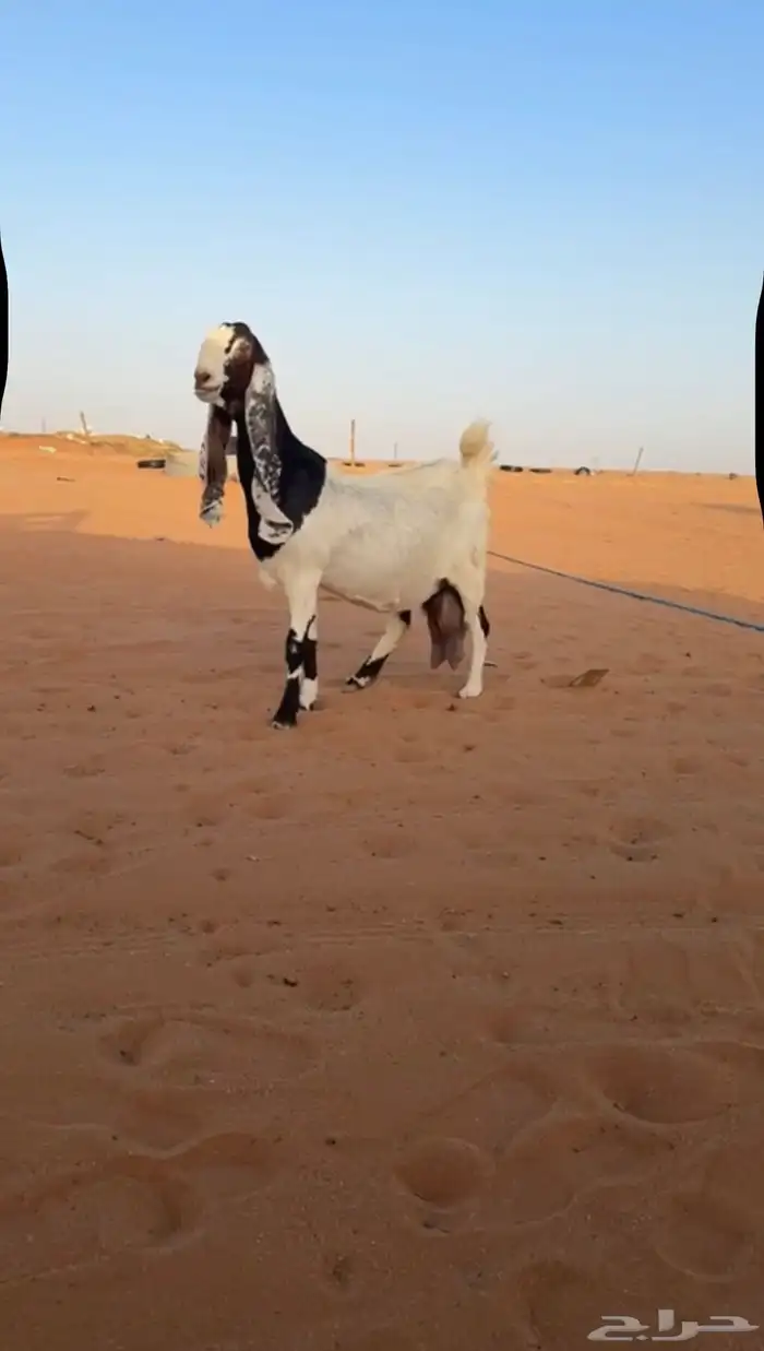 عنز مطوره حاصب 1