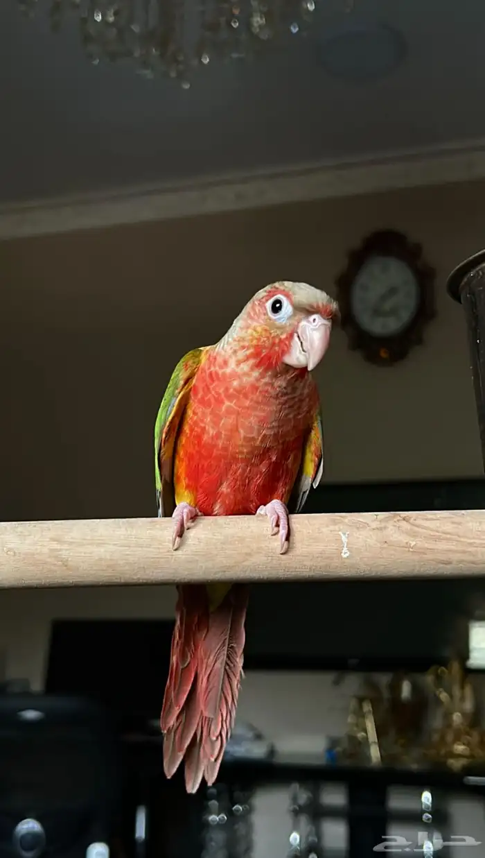 كنيور اناناس دبل رد فاكتور صبغة قوية 0