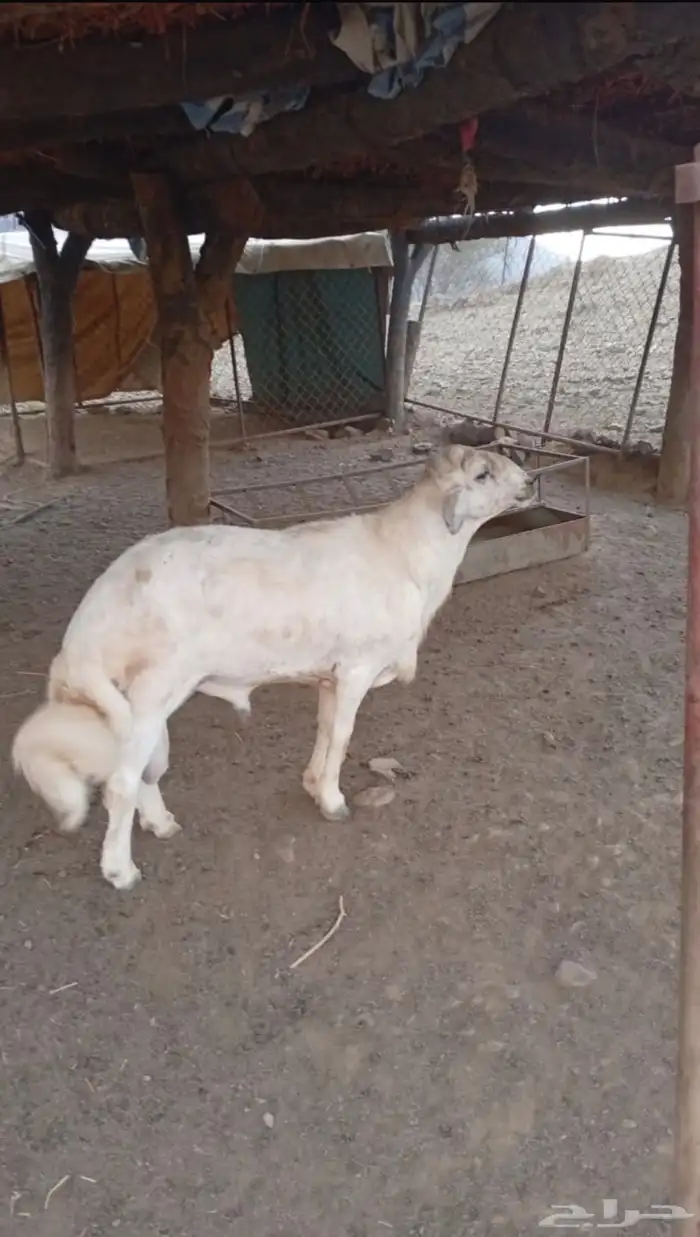 خروف وتيس ماشاء الله 0
