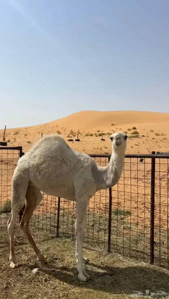 بكره فرديه 2