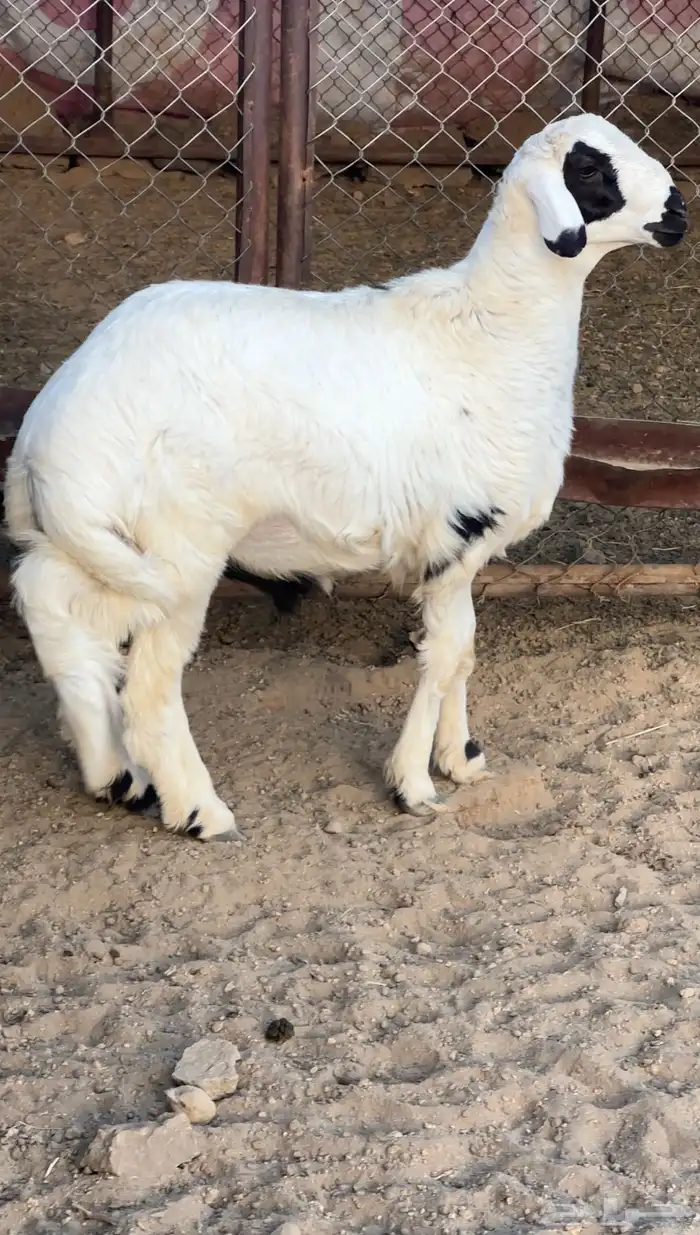خروف جذع 0