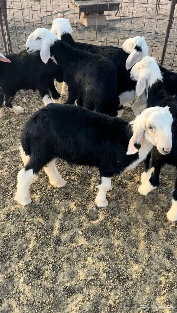 بهم نجد مراح. تم البيع 3