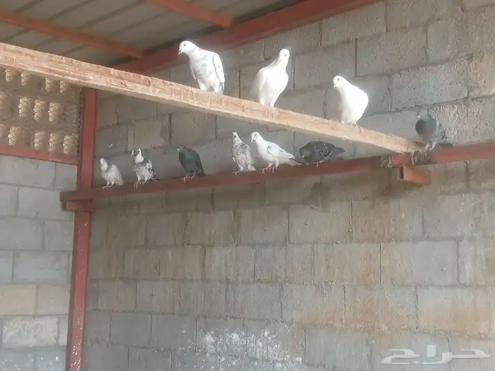 موجود حمام للبيع 0