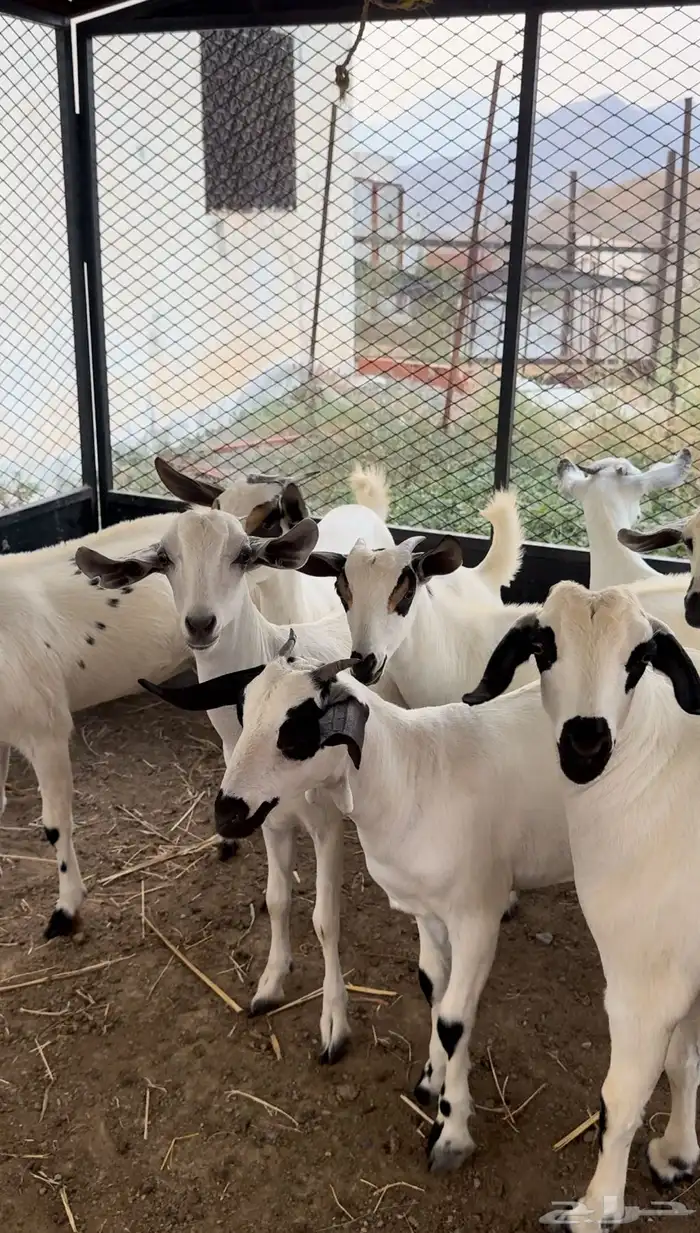 جفار بيشيات تأسيس مراح 2