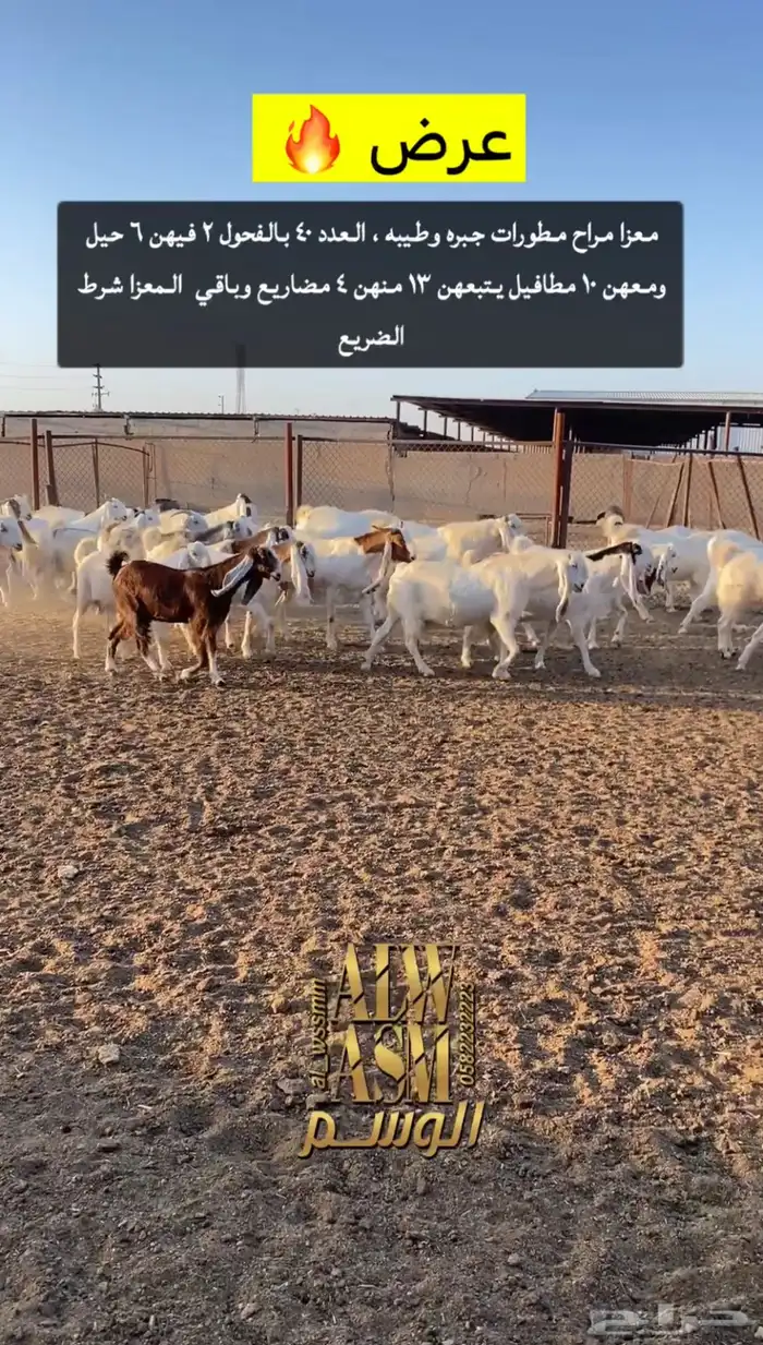 معزا مطورات مطافيل ومضاريع 2