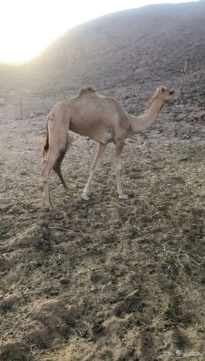 بكره طيبه للبيع 0