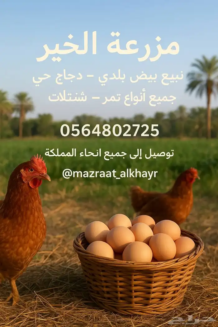 متوفر لدينا بيض طاز دجاج بلدي وفيوم أزولا طبيعية 0