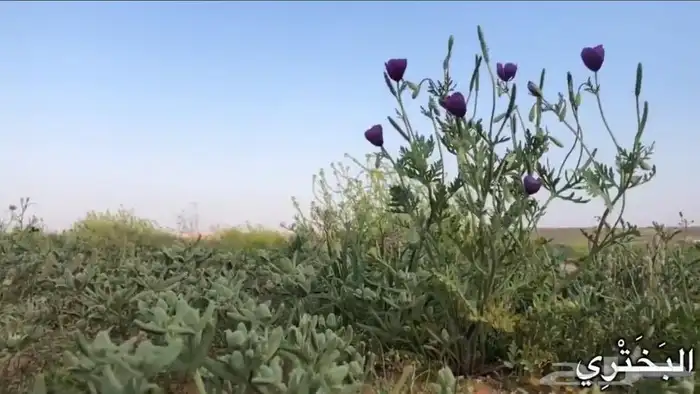 بكج ازهار الربيع البرية عرض خاص 15