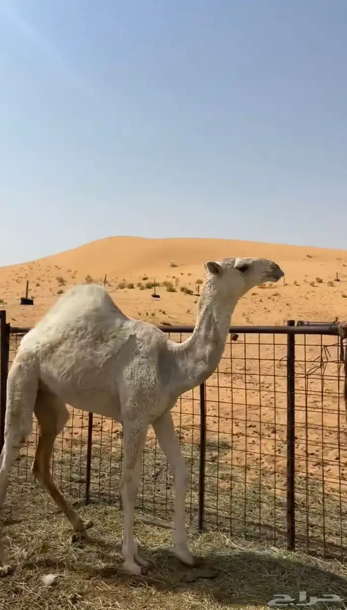 بكره فرديه 1
