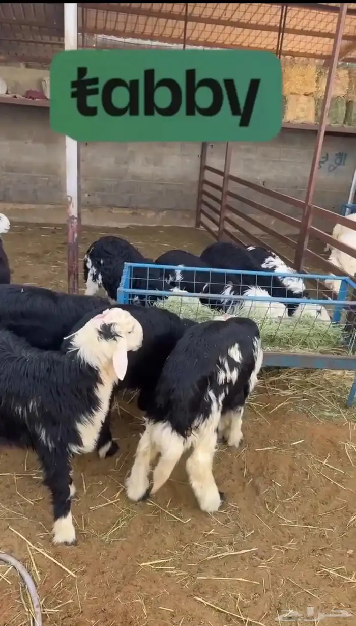 بيع اغنام متوفر خدمه تابي وتمارا 8