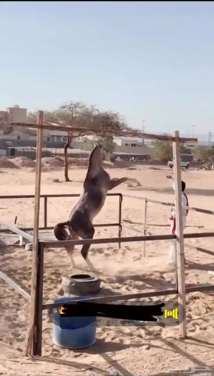 سلام عليكم حصان شعبي للبيع الاسم بجيك العمر سنتين وعشرين 1