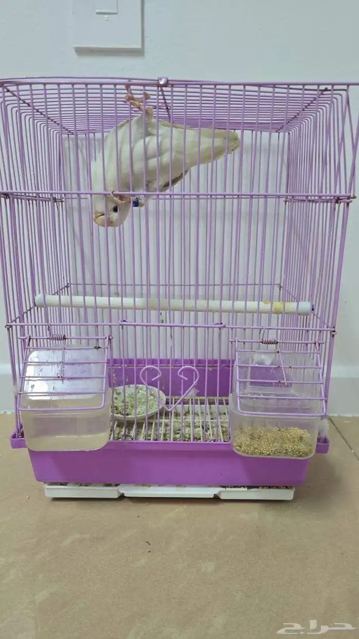 طير روز اليف 3