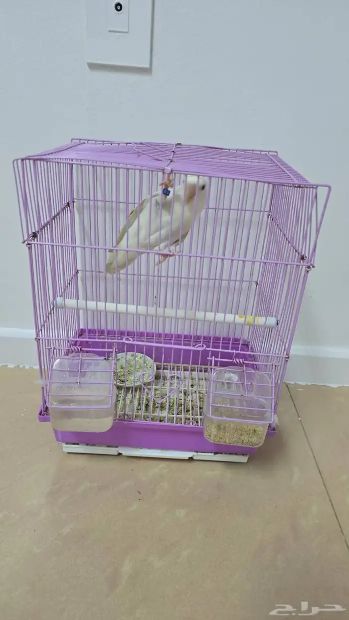 طير روز اليف 1