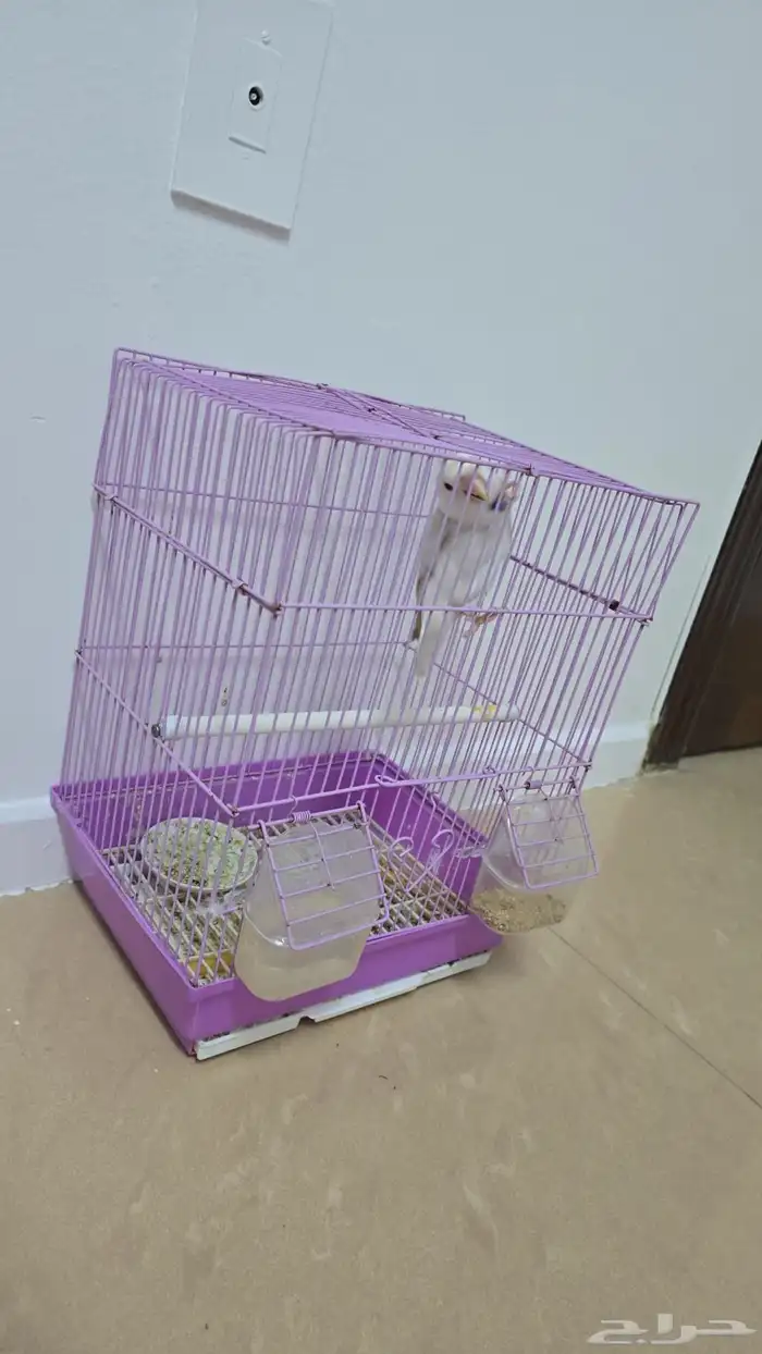 طير روز اليف 4