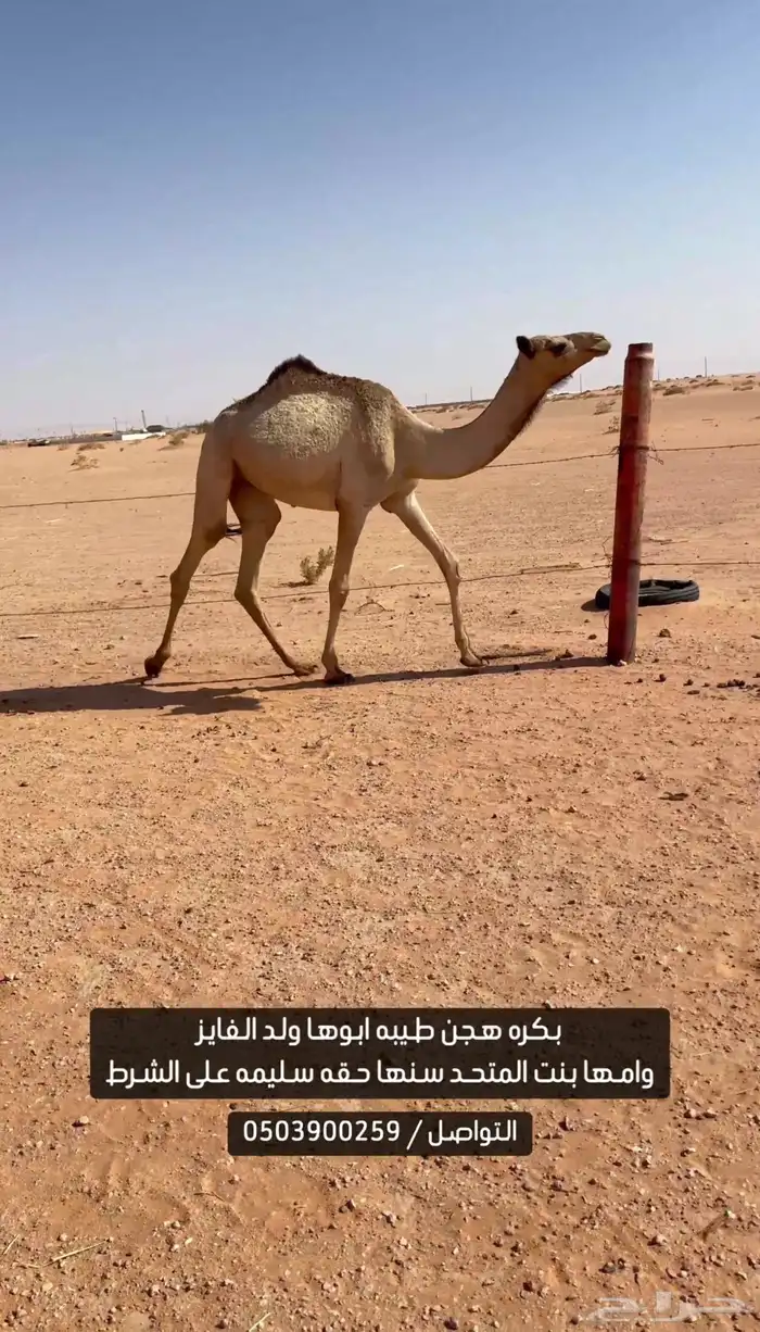 بكره هجن 0