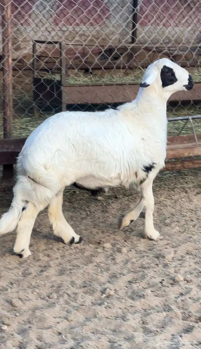 خروف جذع 1