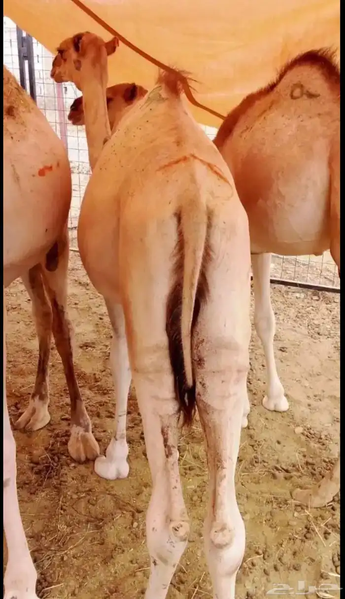 قعدان على الشرط نظافه وفل شحم 1