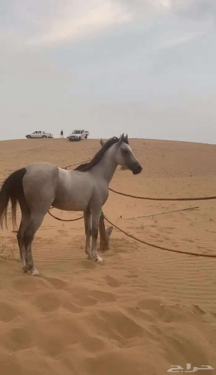 خيل 0