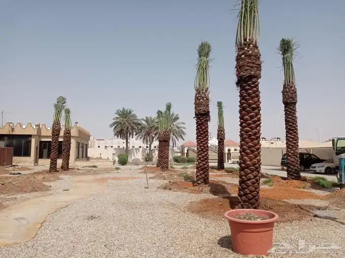 نخل مثمر فاخر للبيع واشنطني زينه للبيع نقايل صقعي برحي سكري 0