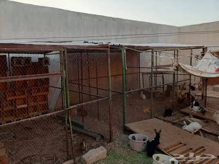 دجاج وأرانب وشبكين كبيره والجميع للبيع 2