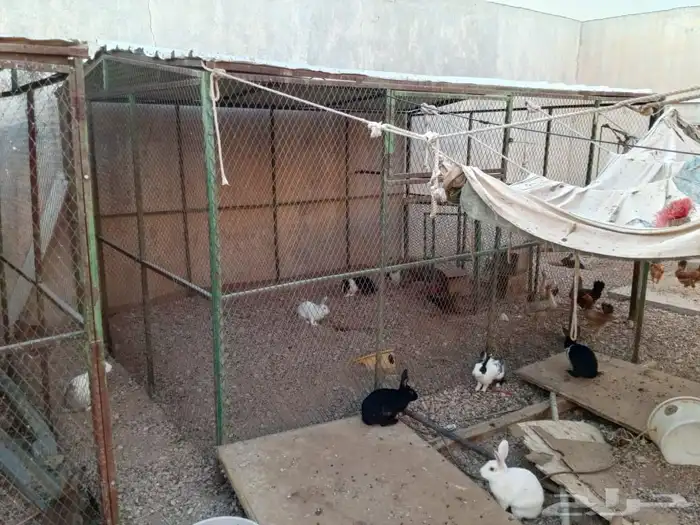 دجاج وأرانب وشبكين كبيره والجميع للبيع 5