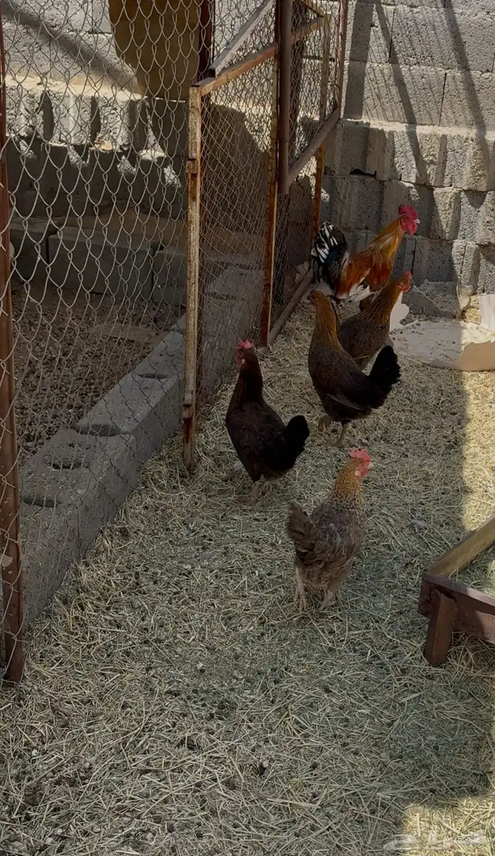 دجاج بلدي 1