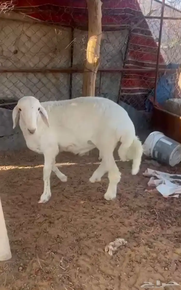 خروف كفوو للبيع واللي يبغا فديو موجود 0