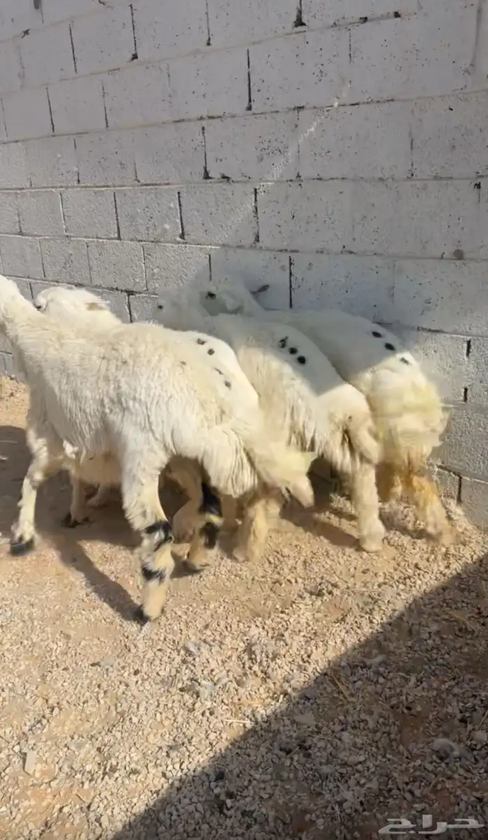 طليان حرية جبر وسط لباني 0