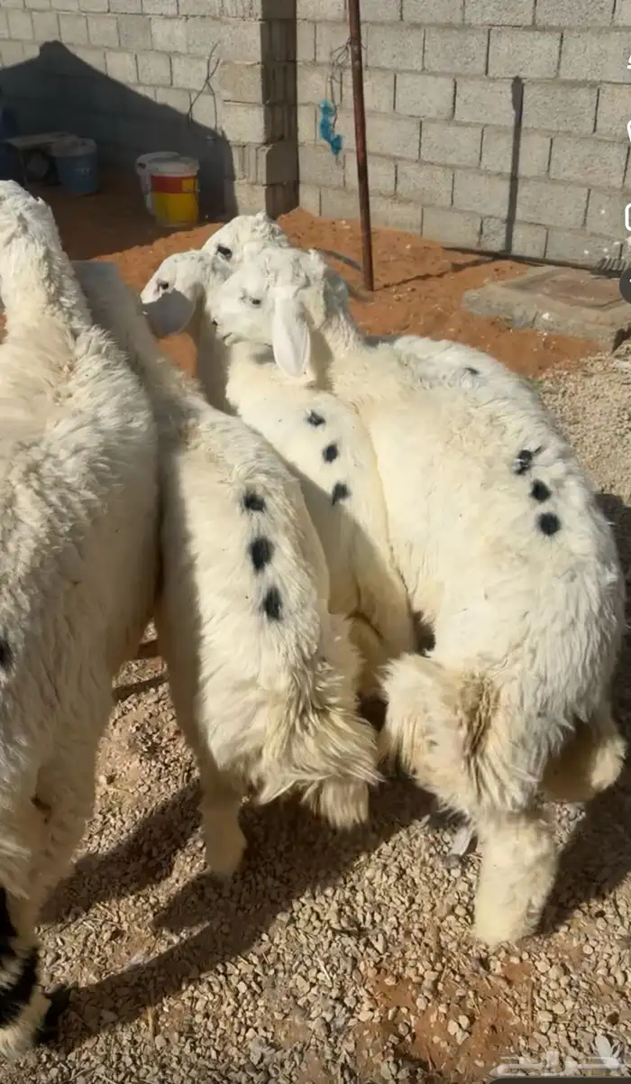 طليان حرية جبر وسط لباني 2