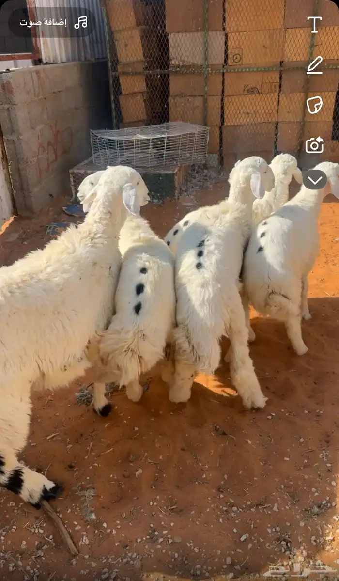 طليان حرية جبر وسط لباني 3