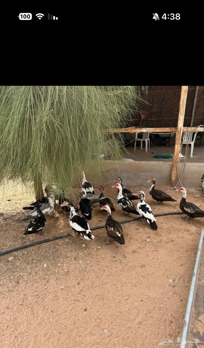 بط بكيني وبط مصري 0