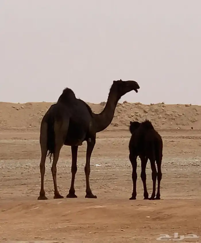 ضروبه مجهم طيبه عند بعارين هيف 0