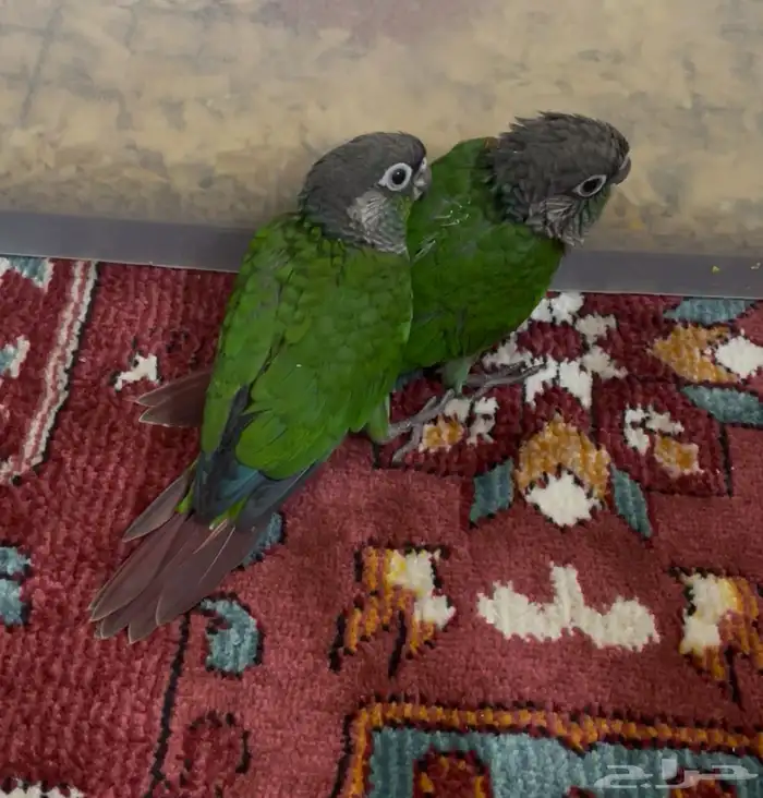 فروخ كنيور قرين شيك (( تم البيع )) 4