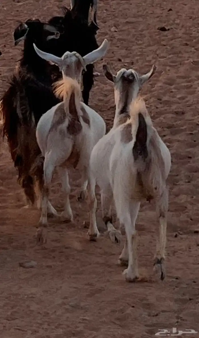 معزاء دفيع كفو 1