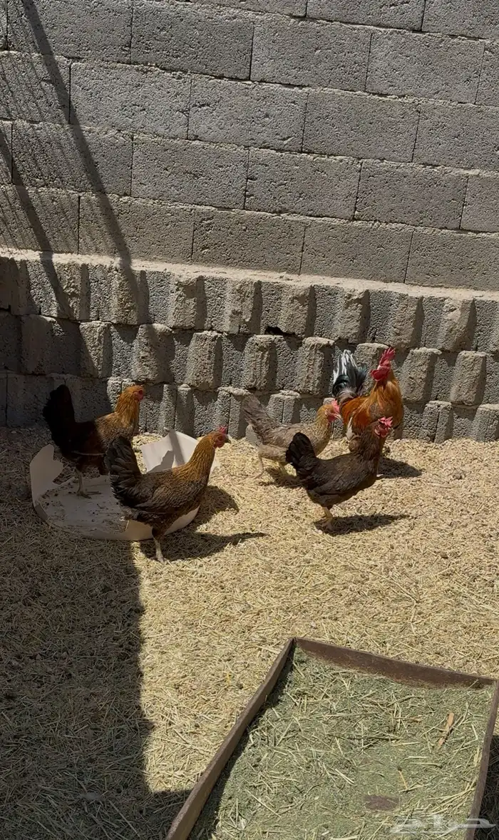 دجاج بلدي 0