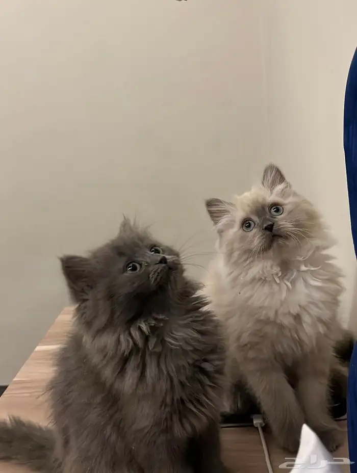 قطط صغيره هملايا 0